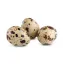 Picture of Quail Egg